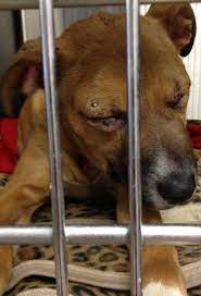 Maybe you would like to learn more about one of these? 5 000 Reward For Tips On Who Shot A Puppy Adopt A Neutered Cleveland Dog For 61 Animals In The News Cleveland Com