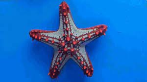 This gif of a starfish walking is legitimately disturbing. Starfish Gif On Gifer By Truthblade