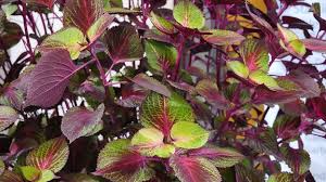 Mit ihren großen blättern verleihen sie ihrem zimmerpflanzen sollten deshalb regelmäßig mit einem dünger wie unserem. Themen Spezial Zimmerpflanzen Richtig Pflegen Mdr De