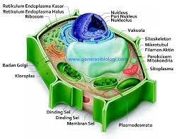 Warna sel hewan dan tumbuhan. Materi Lengkap Sel Hewan Dan Sel Tumbuhan Beserta Fungsinya Generasi Biologi