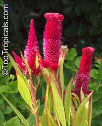 Image result for Celosia argentea