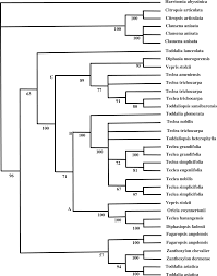 Image result for Vepris sansibarensis