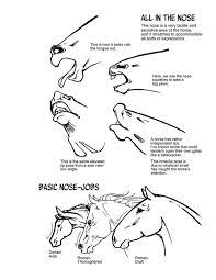 3/4 nose looks a little odd. How To Draw Horses Horse Anatomy Horse Drawings Horse Sketch