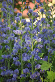 Image result for Indigofera viscidissima