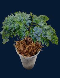 Image result for Selaginella mittenii