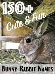Black And White Bunny Names Boy 150 Cute And Funny Bunny Rabbit Names With Images Rabbit Names Cute Pet Names Bunny Names