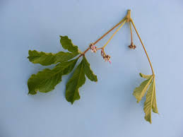 Image result for Vitex madiensis