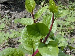 Image result for Basella