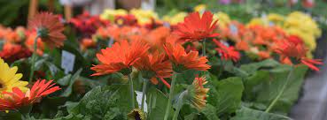 I have lived in midland, mi for almost all of my life. Greenhouses Prepare To Satisfy The Thirst For Spring Local News Themorningsun Com