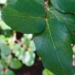 Image result for Berchemia zeyheri