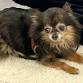 Read to a Dog: Spider event in Norwell, MA