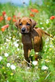 Cute Rhodesian Ridgeback Puppy In A Field Rhodesian Ridgeback Puppies Rhodesian Ridgeback Puppies