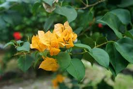 Bougainvilleas are programmed to climb; Yellow Bougainvillea Thorny Ornamental Vines Bushes Trees Flower Like Spring Leaves Flora Garden Macro Pikist