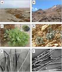 Image result for Arthraerua leubnitziae