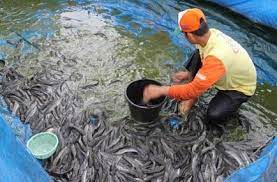 Secara umum ikan nila merupakan jenis ikan yang sangat mudah diternakkan, nyaris paling mudah di antara ikan air tawar sejenis. Cara Ternakan Ikan Keli Untung Besar