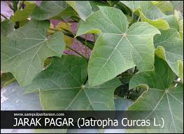Menurunkan panas (khasiat daun jarak untuk bayi) khasiat daun jarak yang pertama yakni dapat membantu menurunkan panas demam pada bayi. Daun Jarak Pagar Jatropha Curcas L Dapat Mengobati Bayi Masuk Angin