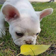 Please see photos below of our beautiful sound healthy french bulldog puppies from previous litters. Aspen French Bulldogs Colorado Akc French Bulldog Breeder French Bulldog Breeders French Bulldog Bulldog