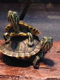 yellow bellied slider friends pet turtle cute turtles aquatic turtles
