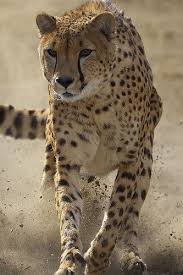Brakes Cute Animals Animals Beautiful Animals