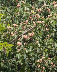 Image result for Clusiaceae