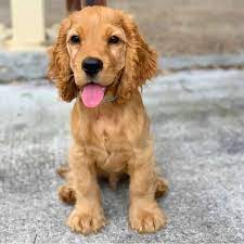 Get To Know The Mini Golden Retriever K9 Web