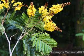 Image result for Peltophorum dubium