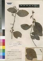Image result for Gymnosporia buchananii