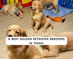 Families trust us because of our high standards for breeders, the ease of our adoption experience, and because we have the cutest golden retriever puppies you've ever seen. 6 Best Golden Retriever Breeders In Texas 2021 We Love Doodles