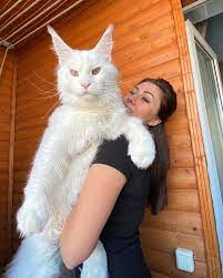 Giant Maine Coon Cat Is So Big He's Mistaken for a Dog