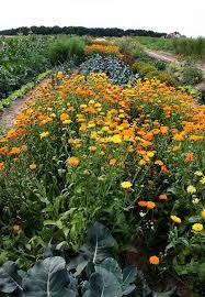 How To Grow Calendula Flowers Sowing Growing And Saving Seed Lovely Greens Fall Garden Vegetables Calendula Plants