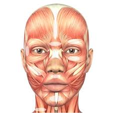 Facial Muscle Chart