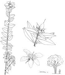 Image result for Hypericum roeperianum