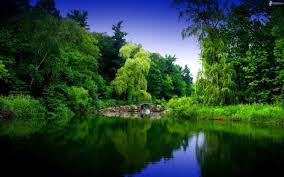 Is the earth an open or closed. Ecosistema Boscoso
