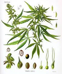 A marijuana leaf can have anywhere between 3 (e.g. Cannabis Wikipedia