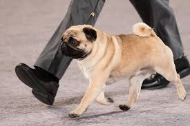 Subscribe to the free printable newsletter. Pug Dog Breed Information