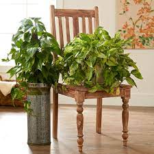 Often known as the pinstripe calathea for their stunning leaves, these gorgeous houseplants are well worth the extra effort that they require. Indoor Plants For Low Light Better Homes Gardens