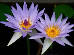 Image result for Nymphaea nouchali