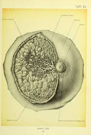 Nemfrog In 2020 Mammary Gland Medical Curiosities Anatomy