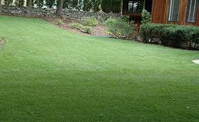 With two days of work, the seed will be keep hydroseeded lawns moist to promote germination. Amazon Com Outsidepride Midnight Kentucky Bluegrass Lawn Grass Seed 5 Lbs Grass Plants Garden Outdoor