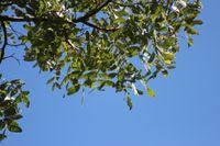 Image result for Julbernardia globiflora