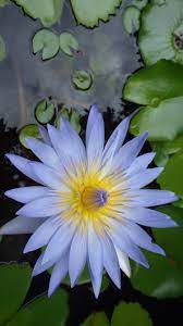 Cars are grouped by model and sorted by newest first. Blumen Iphone 6 Hd Lotus Blume Iphone Wallpaper 750x1334 Wallpapertip