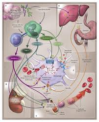 Anemia Of Chronic Disease Nejm