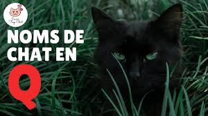 Pour trouver le nom de votre chat, observez son comportement, ses habitudes, ses réactions… et son aspect physique ; Nom De Chat En Q Male Femelle Loof 2019 100 Prenoms J Aime Trop Chat Blog