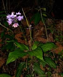 Image result for Calanthe sylvatica