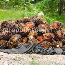 Image result for Usteria guineensis