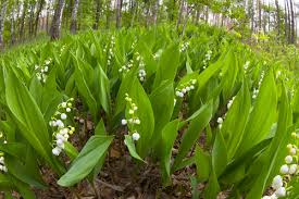 See more ideas about cards, cards handmade, card making. Lily Of The Valley Archives Here By Design