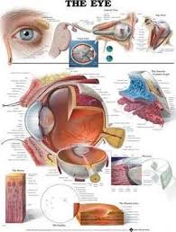 Pdf Ebook The Eye Anatomical Chart