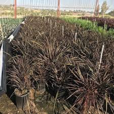 Image result for Cyperus tenax