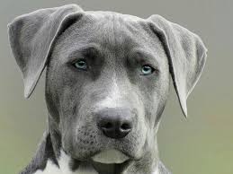 Cachorro