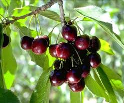 We did not find results for: Black Tartarian Cherry Tree Ison S Nursery Vineyard